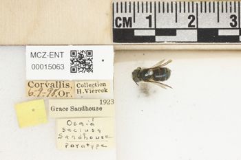 Media type: image;   Entomology 15063 Aspect: Labels